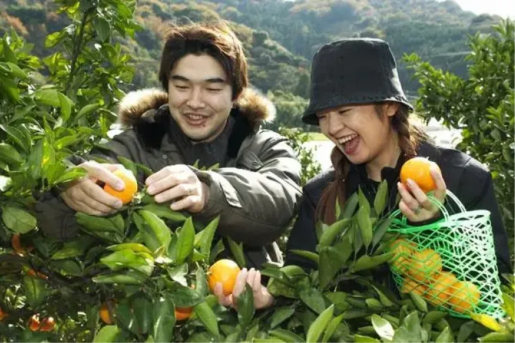 オレンジ狩りを笑顔で楽しむレジャーの様子