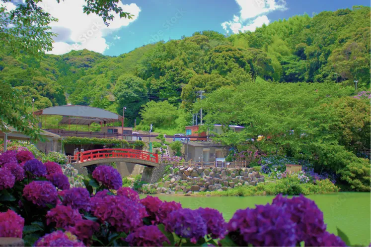 赤い橋と満開の紫陽花が彩る形原温泉あじさいの里の風景