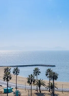 客室から見下ろす西浦海岸の風景。手前には南国情緒豊かなヤシの木の並木と白い砂浜が広がり、その先には陽光を反射して青く輝く三河湾が続いています。
