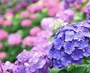 鮮やかな紫色やピンク色の紫陽花が咲き誇る様子。